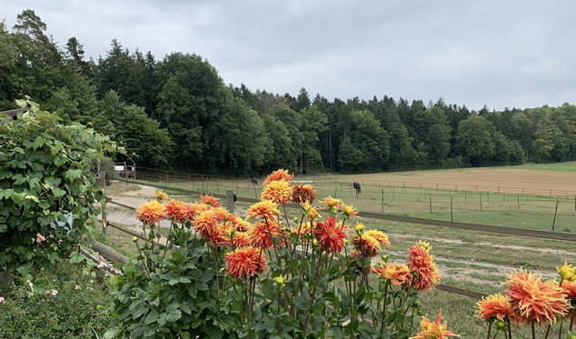 Stallbrätle vom 14.08.2022