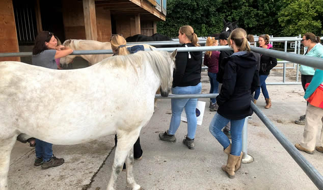 Forschungsgruppe Equiden