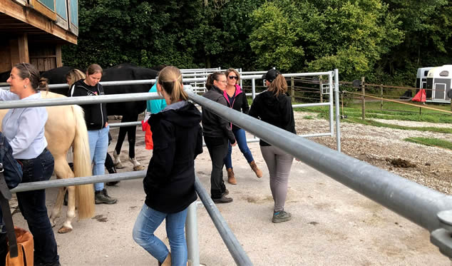 Forschungsgruppe Equiden